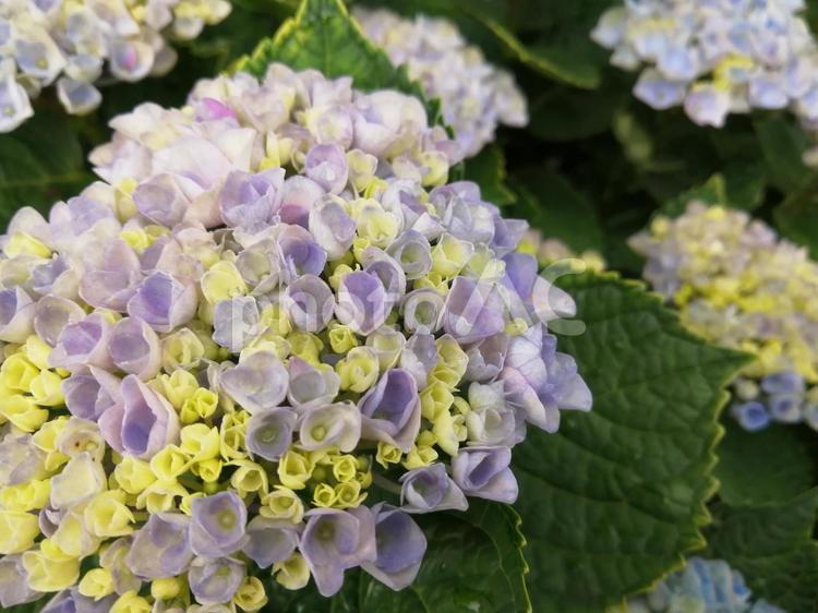 紫陽花の花　うすむらさき 紫陽花,瑞々しい,花束の写真素材