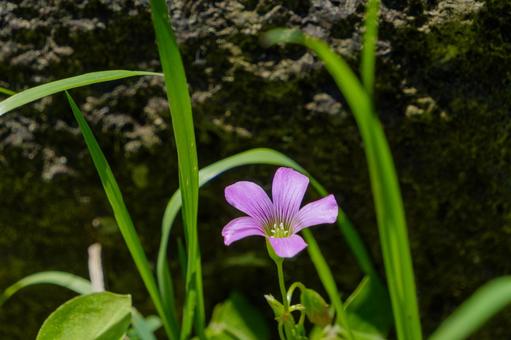 石垣の前に咲く一輪のムラサキカタバミ ムラサキカタバミ,花,花びらの写真素材