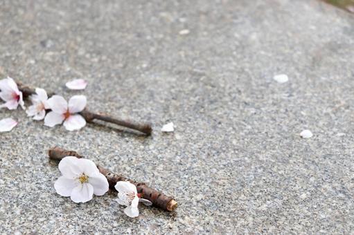 春 桜 ソメイヨシノ 春 桜 ソメイヨシノの写真