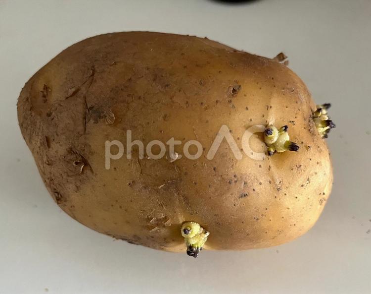 芽が出たジャガイモ じゃがいも,芋,野菜の写真素材