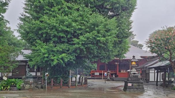 坂東33観音 05番 勝福寺 雨天の境内 坂東33観音 05番 勝福寺 雨天の境内 勝福寺,飯泉山,大銀杏の写真素材