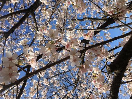 桜 桜,桜の木,春の写真素材