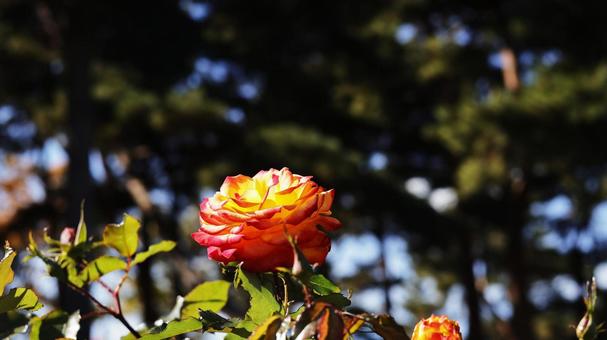 【花の写真】ばらの花 rose,植物,園芸の写真素材