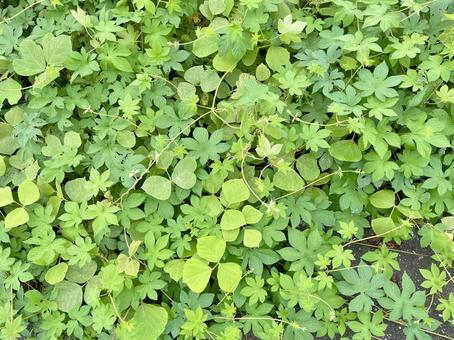 みどり みどり グリーン,緑,みどりの写真素材
