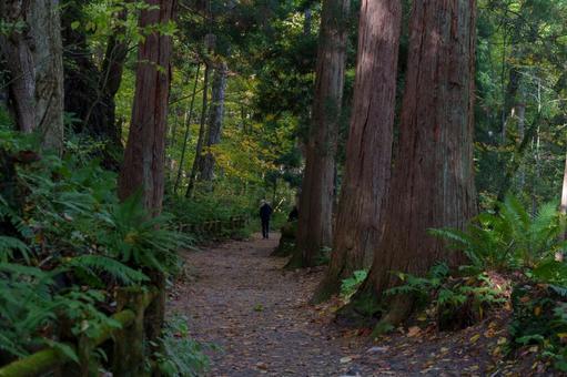 十和田神社の参道の写真