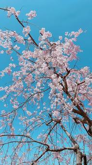 桜 桜の写真
