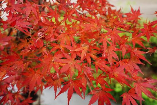 赤く紅葉したモミジ3 モミジ,イロハモミジ,紅葉の写真素材