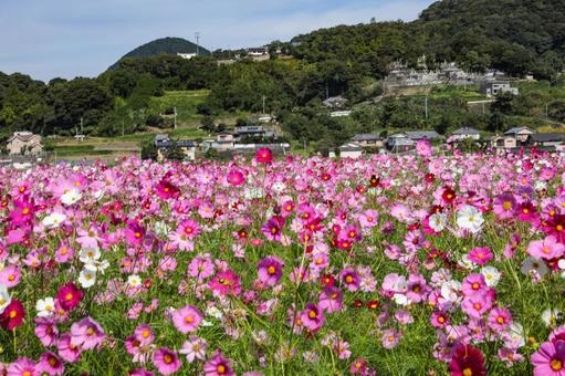 満開のコスモス コスモス,秋桜,コスモス園の写真素材