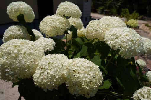 Hydrangea "Annabell", JPG Hydrangea "Annabell", JPG