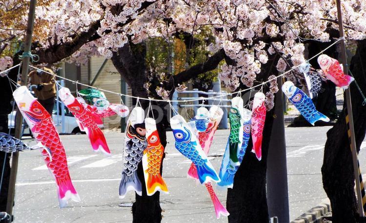 こいのぼり・桜の下 こいのぼり,五月,子どもの日の写真素材