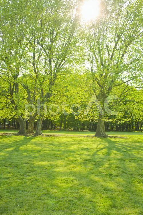 公園　木 公園,木,葉の写真素材