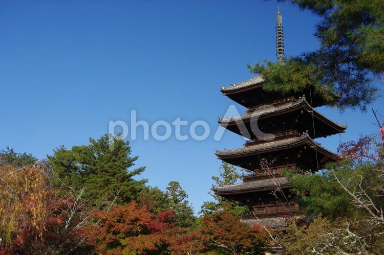 紅葉の仁和寺・五重塔 五重塔,仁和寺,紅葉の写真素材