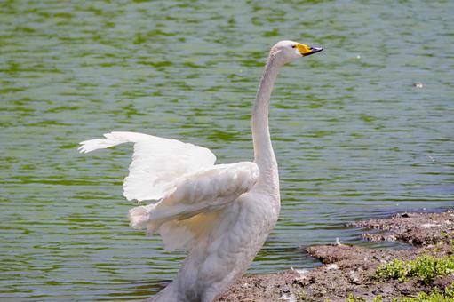 夏の白鳥⑹ 夏の白鳥⑹の写真