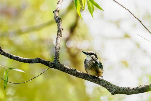 カワセミの若鳥⑴ カワセミの若鳥⑴の写真