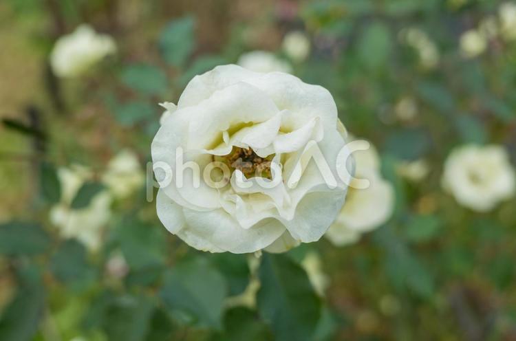 雨に濡れた薔薇 薔薇,水滴,雨の写真素材