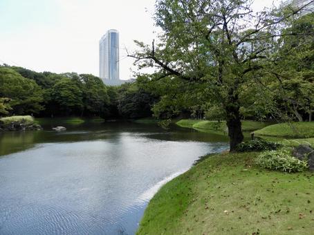 特別名勝小石川後楽園4 小石川後楽園,後楽園,庭園の写真素材