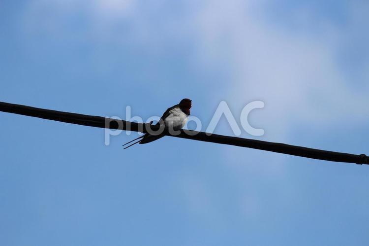 青空の下電線で休んでいるツバメ ツバメ,電線,燕の写真素材