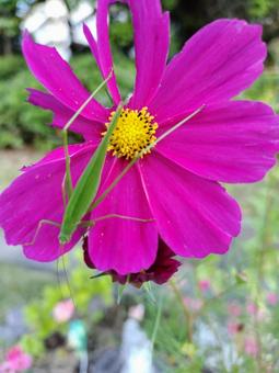 ひと休み ひと休み,バッタ,コスモスの写真素材