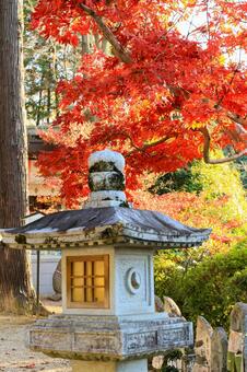 安倍文殊院 安倍文殊院,もみじ,紅葉の写真素材