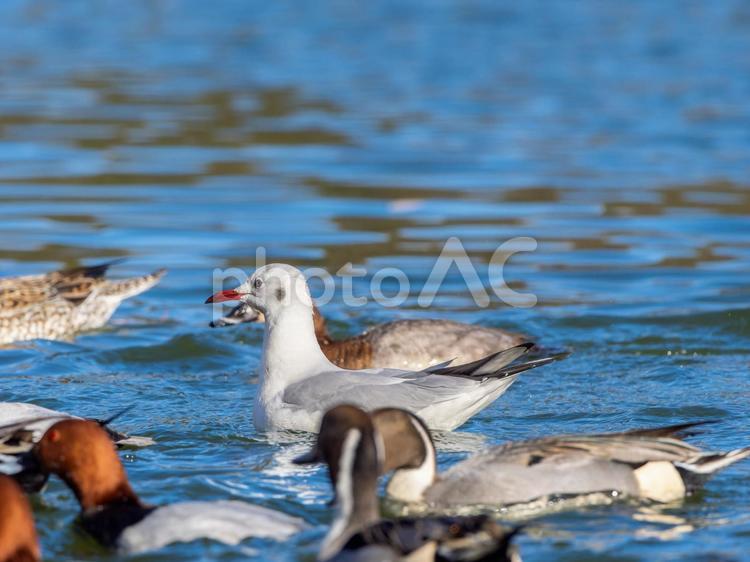 カモの群れの中で泳ぐユリカモメ ユリカモメ,野鳥,鳥の写真素材