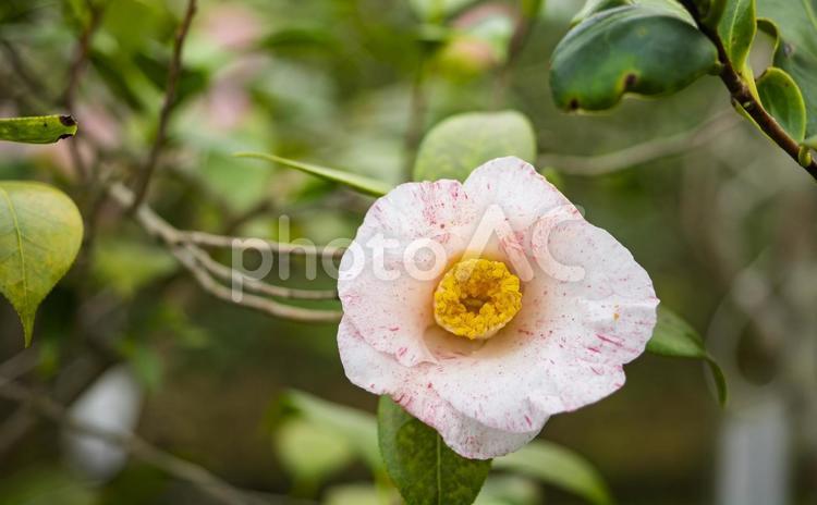美しい椿の花　吹雪白玉 美しい椿の花,きれい,白色の写真素材