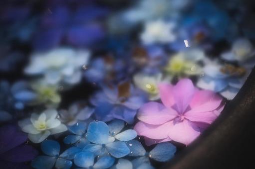 水辺の花びら 水辺の花びらの写真