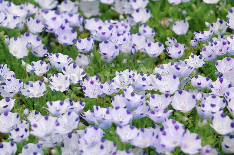 ネモフィラ畑　春の花畑 ネモフィラ,花,春の写真素材