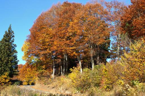 25年　山古志紅葉 綺麗,きれい,空の写真素材