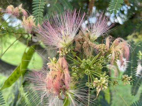 ネムノキ(ゴウカンボク)のピンクの花 ネムノキ(ゴウカンボク)のピンクの花 ネムノキ,ネム,ゴウカンボクの写真素材