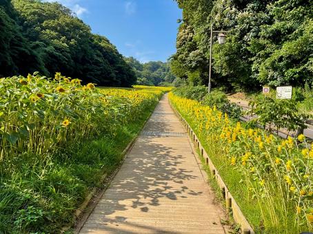 くりはま花の国 8月のひまわり畑の遊歩道 くりはま花の国 8月のひまわり畑の遊歩道 向日葵畑,ヒマワリ,花畑の写真素材