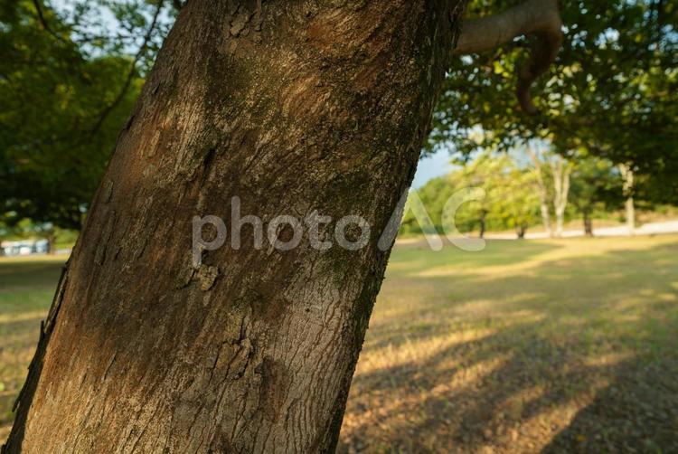 木と緑地の広場 木,自然,背景の写真素材