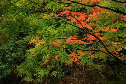 養老渓谷 養老渓谷,筒森もみじ谷,紅葉の写真素材
