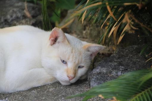 cat, JPG