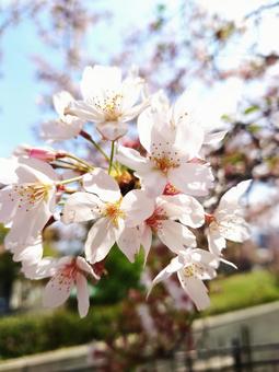 桜 桜の写真