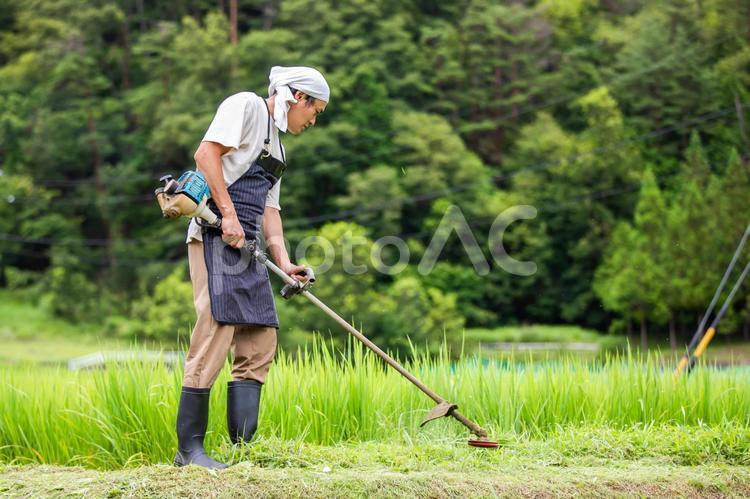 草刈りする男性 草刈り,雑草,草の写真素材