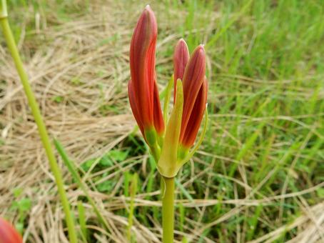 【彼岸花の写真】彼岸花の蕾 【彼岸花の写真】彼岸花の蕾 彼岸花,ヒガンバナ,曼殊沙華の写真素材