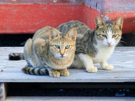 A stray cat living in the harbor., cat, stray cat, regional cat, JPG