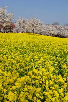 赤城南面千本桜と菜の花 赤城南面千本桜と菜の花の写真