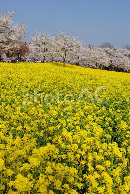 赤城南面千本桜と菜の花 赤城南面千本桜と菜の花,群馬県,花の名所の写真素材