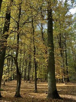 ドイツ　晩秋の森 ドイツ,森,散歩の写真素材