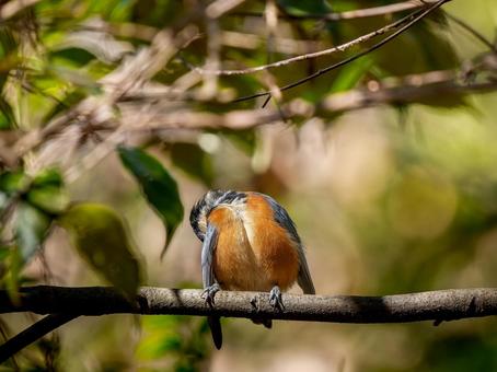 枝にとまるヤマガラ 枝にとまるヤマガラの写真