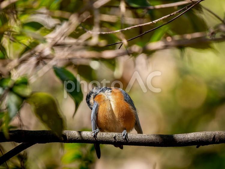枝にとまるヤマガラ ヤマガラ,野鳥,鳥の写真素材