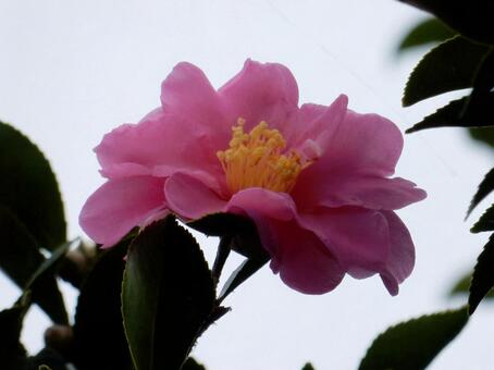 【花の写真】サザンカ（山茶花） サザンカ,山茶花,植物の写真素材