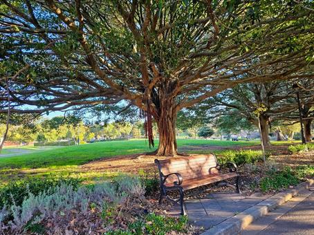 　ベンチ 公園,木漏れ日,自然の写真素材