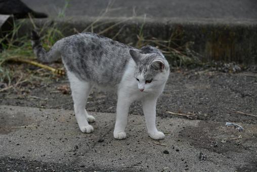 走島の野良ちゃん達 サバ白,癒される,にゃんこの写真素材