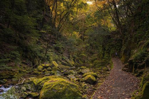 三重-【赤目四十八滝（紅葉）】 赤目四十八滝,赤目四八滝,川の写真素材