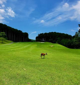 フェアウェイに鹿 フェアウェイに鹿 ゴルフ,golf,ゴルフ場の写真素材