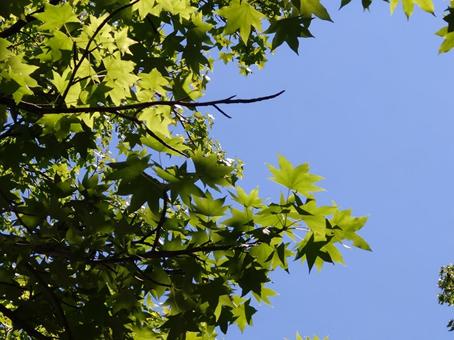 真夏の青空と新緑・街路樹のもみじ 真夏の青空と新緑・街路樹のもみじの写真
