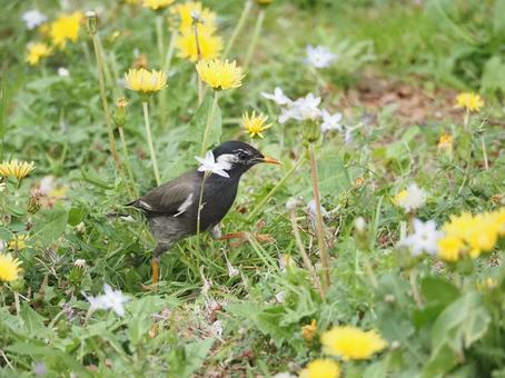 メルヘンなムクドリ 鳥 春 たんぽぽ メルヘンなムクドリ 鳥 春 たんぽぽ ムクドリ,メルヘン,春の写真素材