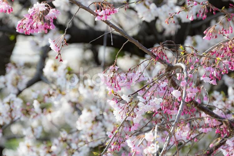 白とピンクの桜 桜,満開,ソメイヨシノの写真素材
